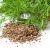 شوید چیست؟ خواص، عوارض، طرز مصرف و فواید شوید
