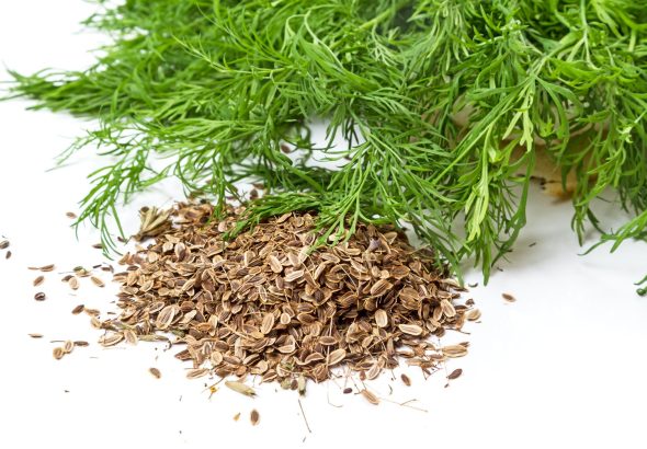 شوید چیست؟ خواص، عوارض، طرز مصرف و فواید شوید