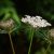 هویج وحشی چیست؟ خواص، عوارض، طرز مصرف و فواید هویج کوهی