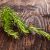 خواص رزماری | فواید، طرز مصرف، عوارض، روغن رزماری و کاربردهای درمانی