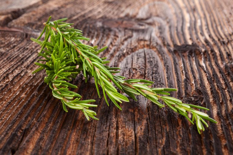 خواص رزماری | فواید، طرز مصرف، عوارض، روغن رزماری و کاربردهای درمانی