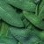 خواص مریم گلی | فواید، طرز مصرف، عوارض، دمنوش و کاربردهای درمانی