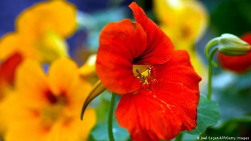 لادن- گل لادن نه تنها زیبایی خاصی دارد، بلکه برگ‌های این گیاه و غنچه‌هایش نیز خوراکی است و مملو از ویتامین ث. بیشتر بخش‌های این گیاه به ویژه برگ‌هایش طعم شاهی می‌دهد، از این رو به آن شاهی هندی هم می‌گویند. گل‌ها مهمیزدار، شیپورمانند به رنگ قرمز، زرد و نارنجی از اوایل تابستان تا اوایل پاییز پدیدار می شوند.