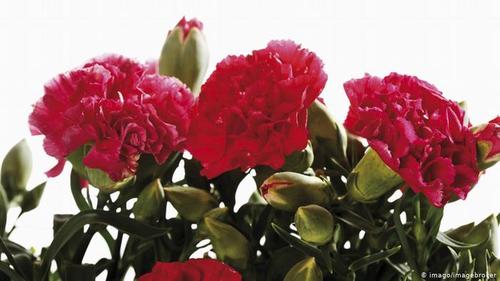 گل میخک- گلی که از دو هزار سال پیش به عنوان ادویه شناخته و استفاده می‌شده است. گل میخک از نظر طب قدیم ایران خیلی گرم و خشک است و ۲۴ نوع خواص چون: رفع سردرد، رفع تنگی نفس، اشتهاآور، تب‌بر و کرم کش برای آن اعلام شده است.