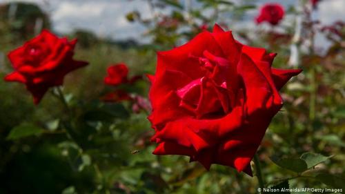 گل رز- عطر گل رز هر مشامی را نوازش می‌دهد، گلاب حاصل از آن در بسیاری از شیرینی‌جات کاربرد دارد. گل‌برگ‌های لطیف آن را نیز می‌توان 