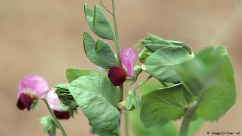 خُلَّر یا سَنـگِـنَک- از گلبرگ‌های آبی، قرمز، بنفش و سفید آن می‌‌توان در سالادهای تابستانی استفاده کرد. این گیاه از خانواده باقلاسانان است و به سالاد هم چنین مزه‌ای می‌بخشد.