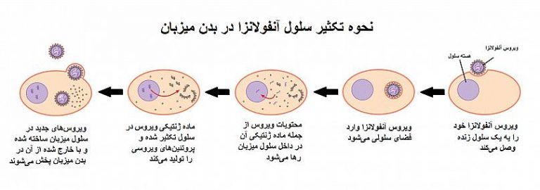 آنفولانزا چگونه سبب مرگ می‌شود؟
