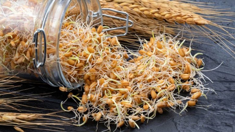 پودر جوانۀ گندم برای چاقی