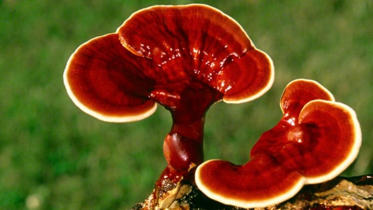 گانودرما چیست | خواص قارچ گانودرما