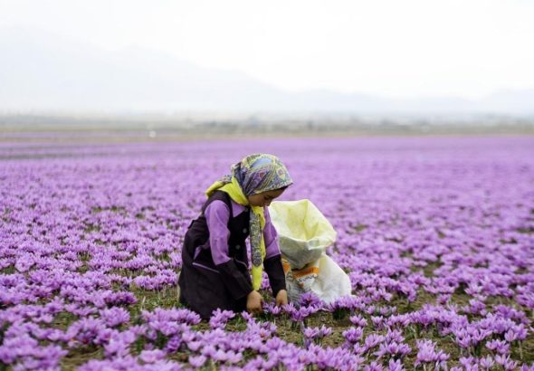 زعفران؛ طلای سرخ ایران خواص، نحوه مصرف، عوارض و ارزش اقتصادی